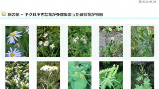 季節の花一覧 ｖｇａ植物図鑑